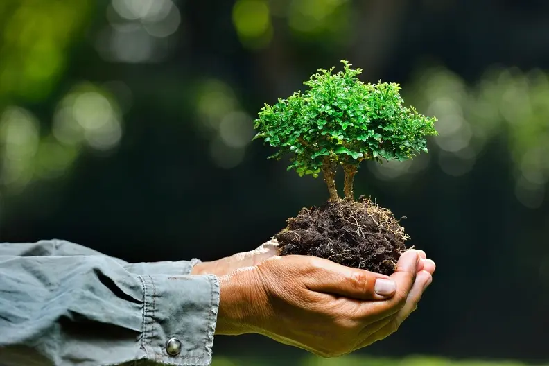 Common Tree Planting Mistakes And How To Avoid Them Millersville MD