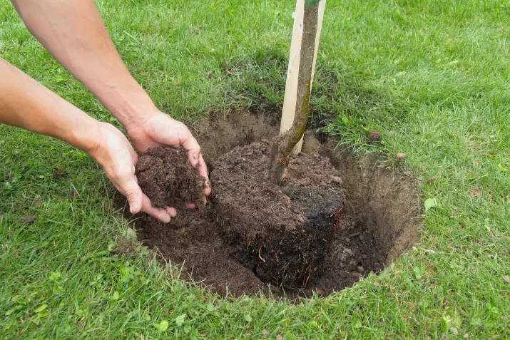 How Tree Planting Improves Your Landscapes Aesthetic Appeal Millersville MD