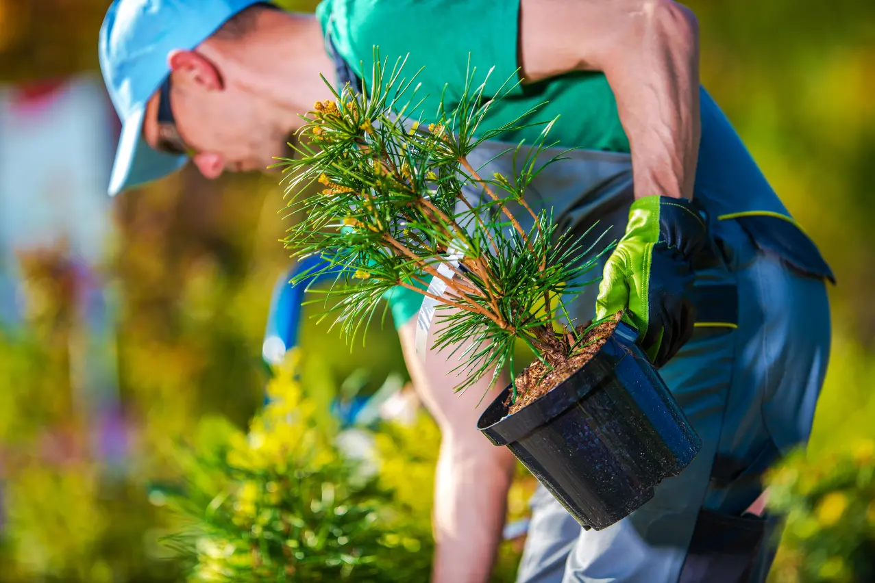 How Tree Planting Improves Your Landscapes Aesthetic Appeal in Millersville MD