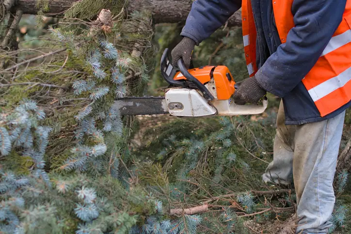 What To Expect During A Professional Tree Removal Service Millersville MD
