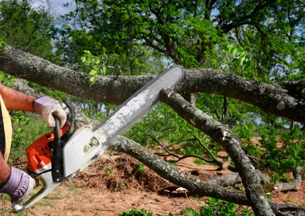 What To Expect During A Professional Tree Removal Service in Millersville MD