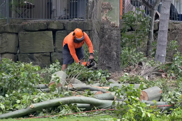 Why Tree Removal Is Necessary For Property Safety Millersville MD