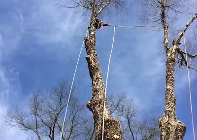 Reputable Tree Service