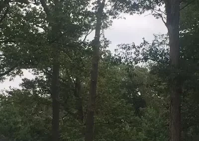 Trusted Tree Company