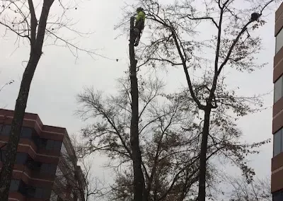 Trusted Tree Maintenance